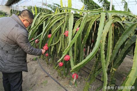 火龍果 葉子|火龍果